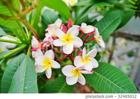 Plumeria 32485012