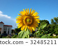 Summer sunflower and blue sky 32485211