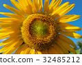 Summer sunflower and blue sky 32485212