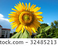 Summer sunflower and blue sky 32485213