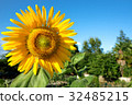 Summer sunflower and blue sky 32485215