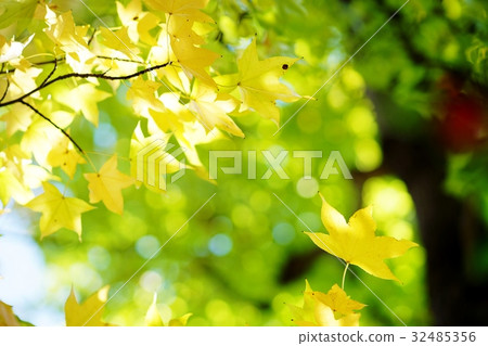 Fruit of Hakuunboku 32485356