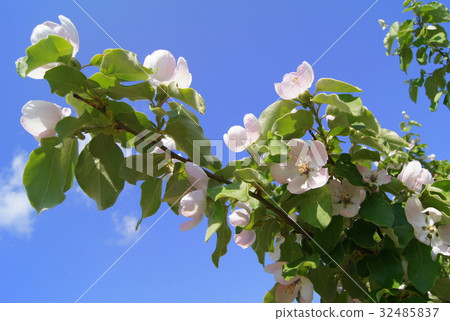 木瓜花（士麥那） 32485837