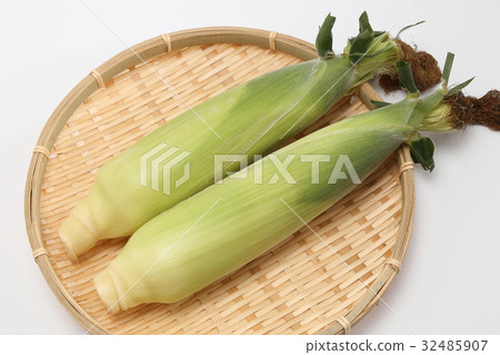 Freshly picked corn 32485907