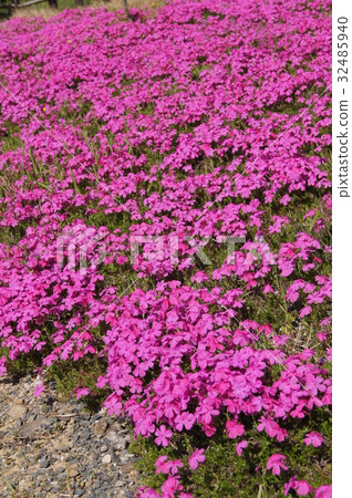 Pink shibazakura Pink shibazakura 32485940