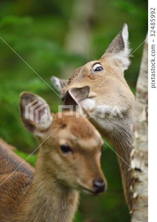 Mother's face is serious (Hokkaido's Ezoshika) Mother's face is serious (Hokkaido's Ezoshika) 32485992