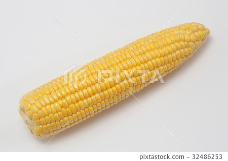 Freshly harvested corn 32486253