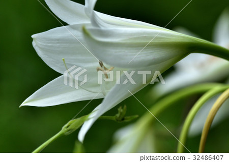 Clunam的花 32486407