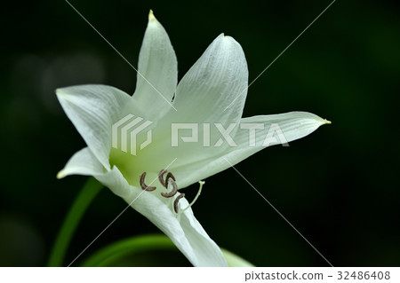 Clunam的花 32486408