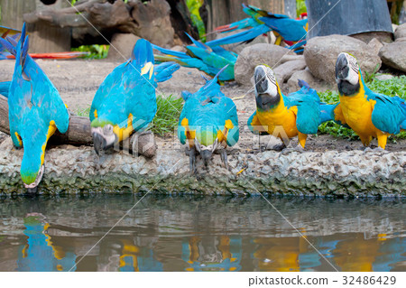 hungry macaw hungry macaw 32486429