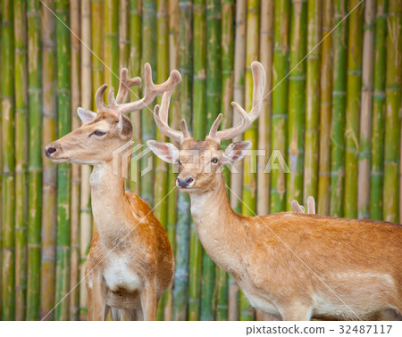 Couple Of Fallow Deer Couple Of Fallow Deer 32487117