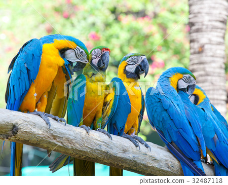 colorful macaw 32487118