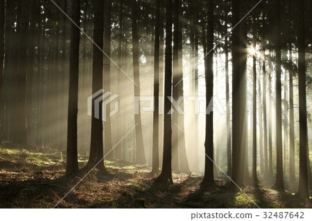 Pine trees lit by the morning sun Pine trees lit by the morning sun 32487642