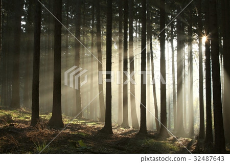 Coniferous forest lit by the morning sun Coniferous forest lit by the morning sun 32487643