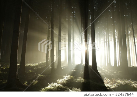 Coniferous forest lit by the morning sun Coniferous forest lit by the morning sun 32487644