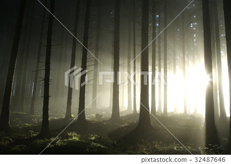 Pine trees lit by the morning sun Pine trees lit by the morning sun 32487646