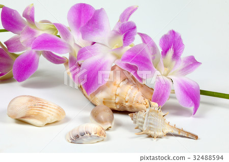 Colorful Orchid Flower Seashell 32488594
