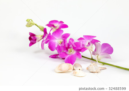 Colorful Orchid Flower Seashell 32488599