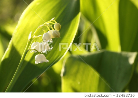 Lily of the valley in the forest Lily of the valley in the forest 32488736