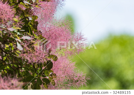煙樹花 32489135