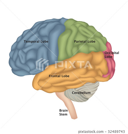 human brain lateral view 查看全部