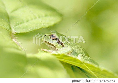 Green frog on leaf in the forest  32489873