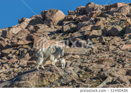 Mountain Goat Nanny and Young Mountain Goat Nanny and Young 32490486
