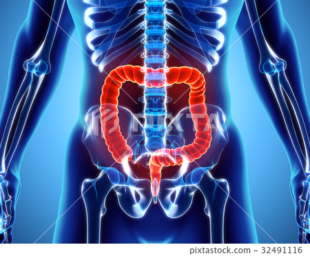 3D illustration of Large Intestine. 32491116