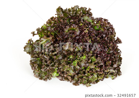 Batavia Red lettuce front view over white 32491657