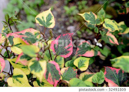 雜色的Dokudami葉子 32491809