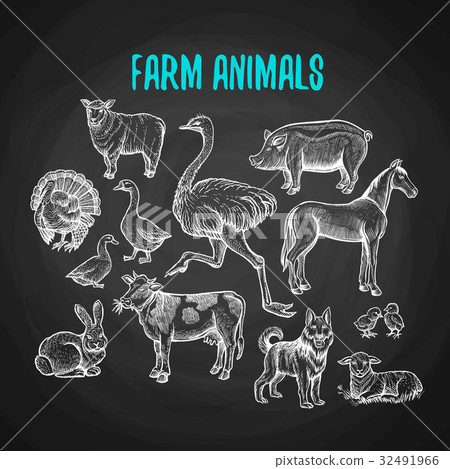 Set of farm animals in chalk style on blackboard Set of farm animals in chalk style on blackboard 32491966