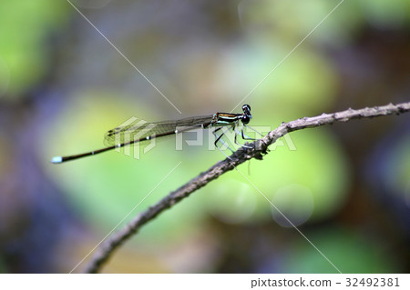 Monosha Tombo 32492381