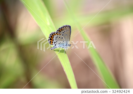 Affiliation 32492424