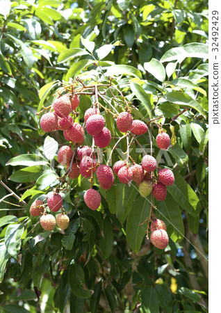 Lychee (Lychee) 32492429