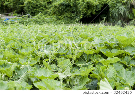 沖繩島南瓜場 沖繩島南瓜場 32492430