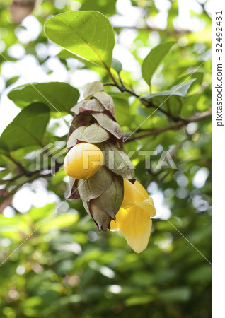 Kibana yuraku (yellow flower) Kibana yuraku (yellow flower) 32492431