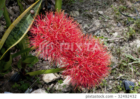 煙火煙花(足球百合) 煙火煙花(足球百合) 32492432