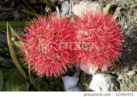 Sparkler fireworks (Football Lily) 32492433