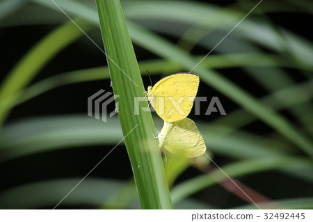 Male copulation 32492445