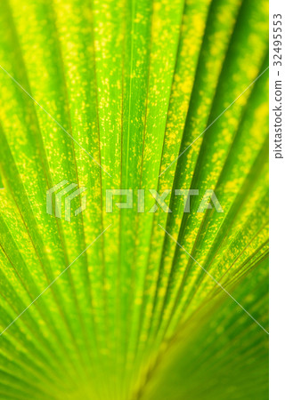 Texture of a green leaf as background 32495553
