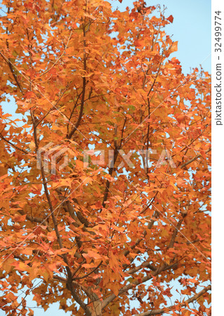 Spectacular Autumn colors in park Spectacular Autumn colors in park 32499774