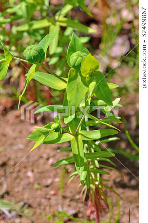 植物：Phytophthoraeidae 32499867