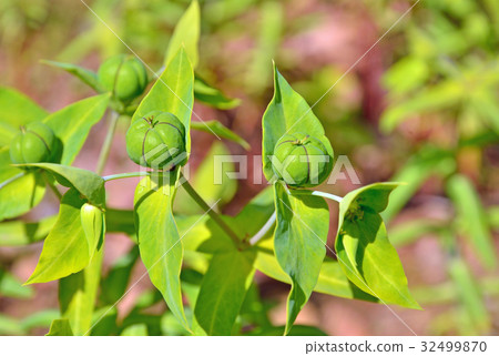 植物:Phytophthoraeidae 植物:Phytophthoraeidae 32499870