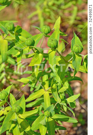 植物:Phytophthoraeidae 植物:Phytophthoraeidae 32499871
