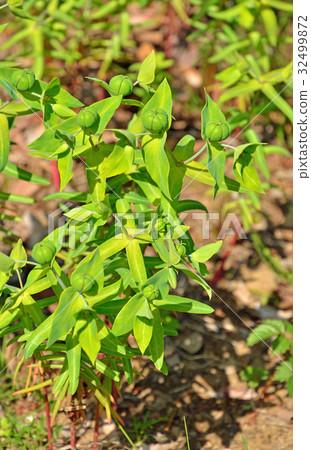 植物:Phytophthoraeidae 植物:Phytophthoraeidae 32499872