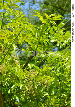 Tree: Elderberry Watermelonaceae 32499881