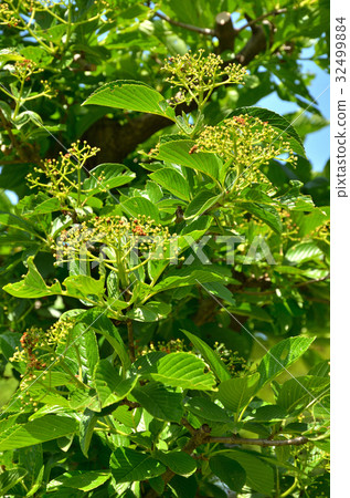 樹:海參植物家庭 樹:海參植物家庭 32499884