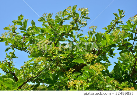 樹:海參植物家庭 樹:海參植物家庭 32499885
