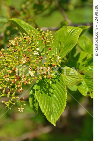 樹:海參植物家庭 樹:海參植物家庭 32499886