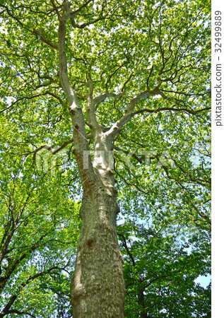 Tree: Suzukake noodles 32499889